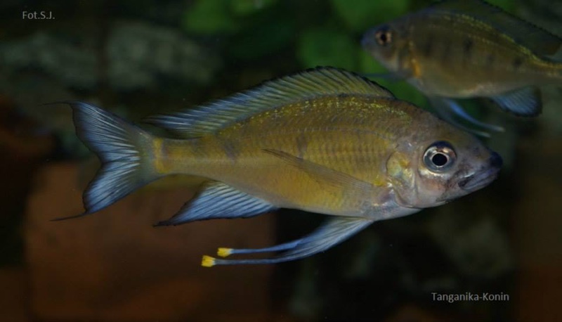 Ophthalmotilapia nasuta 'Bilila (Kavala) Island'